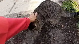 Кот и все, все, все...