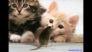 The funniest and most hilarious ANIMAL videos   Funny animal compilation - Watch & laugh!