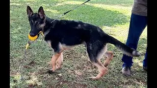 Esko do Sadonana, 11 meses - treinando latidos