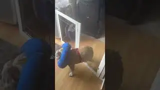 Marine Corps mascot English bulldog pissed off‼️￼