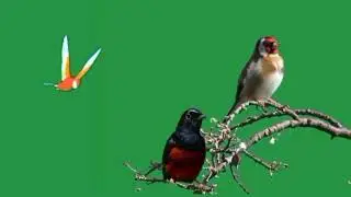 Birds green screen video effects.