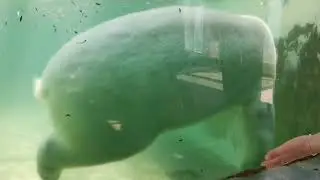 Сафари Геленджик.