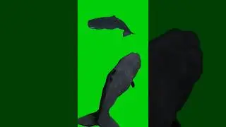 Sperm Whale 🐋 Green screen Chroma key