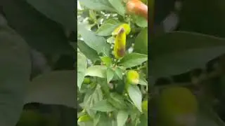 #shorts #chili harvesting chili