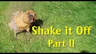 Chickens 
