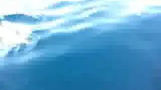 dolphins in azores
