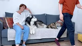 Who Will My Dogs and Cats Choose? Dad Or Mom?