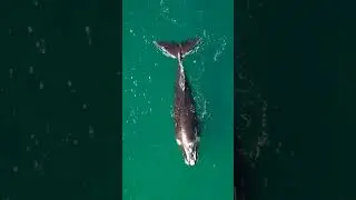 Dolfin Swimwear #shorts #youtubeshorts #dolfin #viral #sea #animals