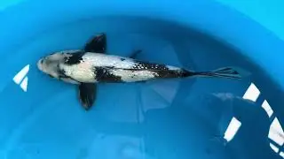 Shiro Utsuri ginrin #koigarden #koi #koifish