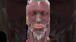 Head and neck anatomy 🔥
