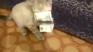 Котенок украл деньги на валерьянку, мега ржач приколы с животными