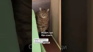 День6. Подружимся или нет?