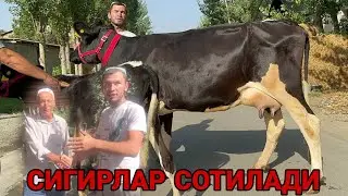 ШОМИРОДНИ БОЗОРИДА СУТДОР ТИГДОР БОЛЛАРИ ДАДИЛ КОРНИДА ЯКИН СИГИР БУГОЗЛАР СОТИЛАДИ 24 августа 2024