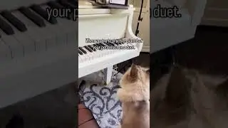 When you try to practice piano but your pets insist on a duet. #petlovers #catscatscats #birdlovers