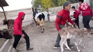 12 октября 2023 г АНДИЖОН АСАКА УЗБЕКИСТОН МОЛ БОЗОРИ СИГИРЛАР НАРХИ ANDIJON ASAKA ÒZBEKISTON MOL