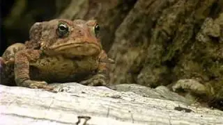 Wild Shorts - Toad vs. Millipede