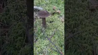 #shorts