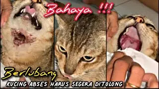 Abses pada Kucing menyebabkan lubang besar setelah PECAH, diobati dengan bantuan VET.