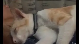 POV hug your cat when you sleep 