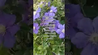 Getdi menim tek umud yolum.Getdi menim sagim solum.Aglar gözüm,gülerüzüm.Getdi menim Cennet qoxlum.