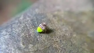 Plant hopper nymph