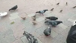 VID 20220808 153200