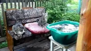 Мявка рыбачит