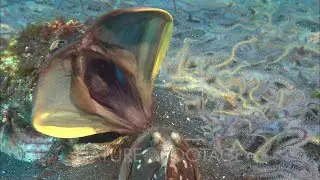 Щучья морская собачка