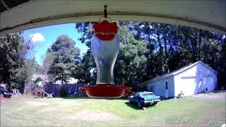 Backyard Hummingbird Battles