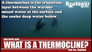 What is a Thermocline? Here are Some Interesting Facts