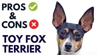 Toy Fox Terrier Dog Pros and Cons | Toy Fox Terrier Advantages and Disadvantages 