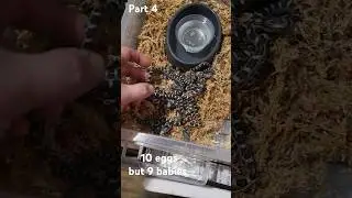 1 egg has not fully hatched yet.  part 4 Eastern Black Rat Snake Babies