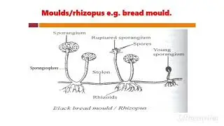 Form 3 KCSE Biology. Topic: Classification II. Subtopic: Kingdom Fungi. Lesson: 3