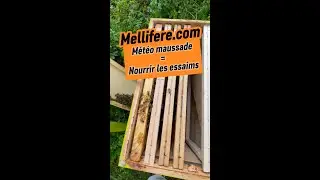 La météo est terrible. Il faut nourrir les essaims tout juste récupérés, sous peine de mort.