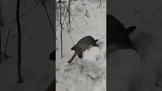 ОВЧАРКА ЭННИ