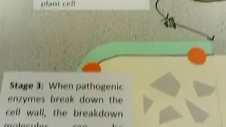 A level biology plant defences revision
