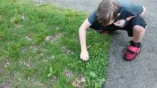 Pet snake I found
