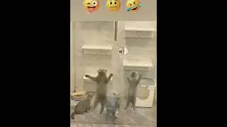 #pishaklar vodiysi mushuklarda qiziqarli #kulguli #qiziqarli xolatlar🤣🤣🤣#kanalga_obuna_boling