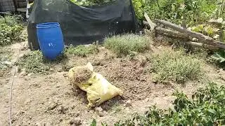 Organik sebze bahçesi