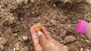 Finding treasure gold used the detector to search near the mountain