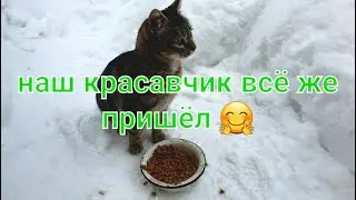 Пришли покормить, а тут на тебе сюрприз...