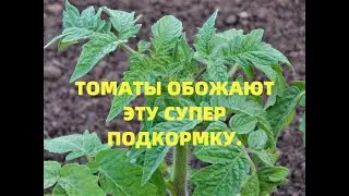 ПОМИДОРЫ ОБОЖАЮТ ЭТУ  ПОДКОРМКУ! Важная подкормка томатов после высадки!