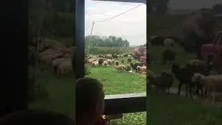 Пррколы. Бараны пошли нахуй отсюдова!