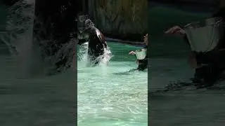 DYN ABOUT SEA LION  #viral #facts #shortvideo #fact