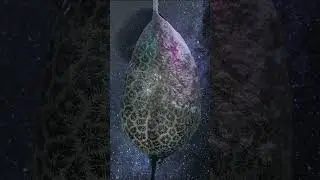Bir garip hayvan: Bryozoa