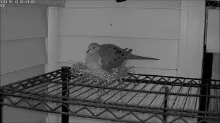 Spider setting up camp over Mamma Mourning dove and her two babies.