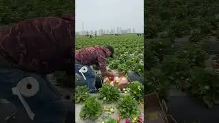 Taze çilek kokusu