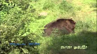 brown bear - bruine beer - ursus arctos #03