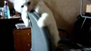 Кот катается на стуле