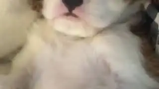 charlie 2